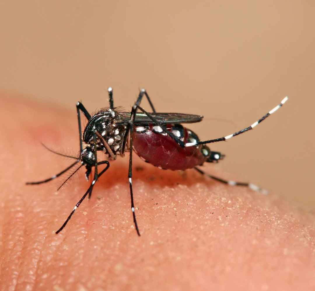 Adult Aedes aegypti mosquito feeding