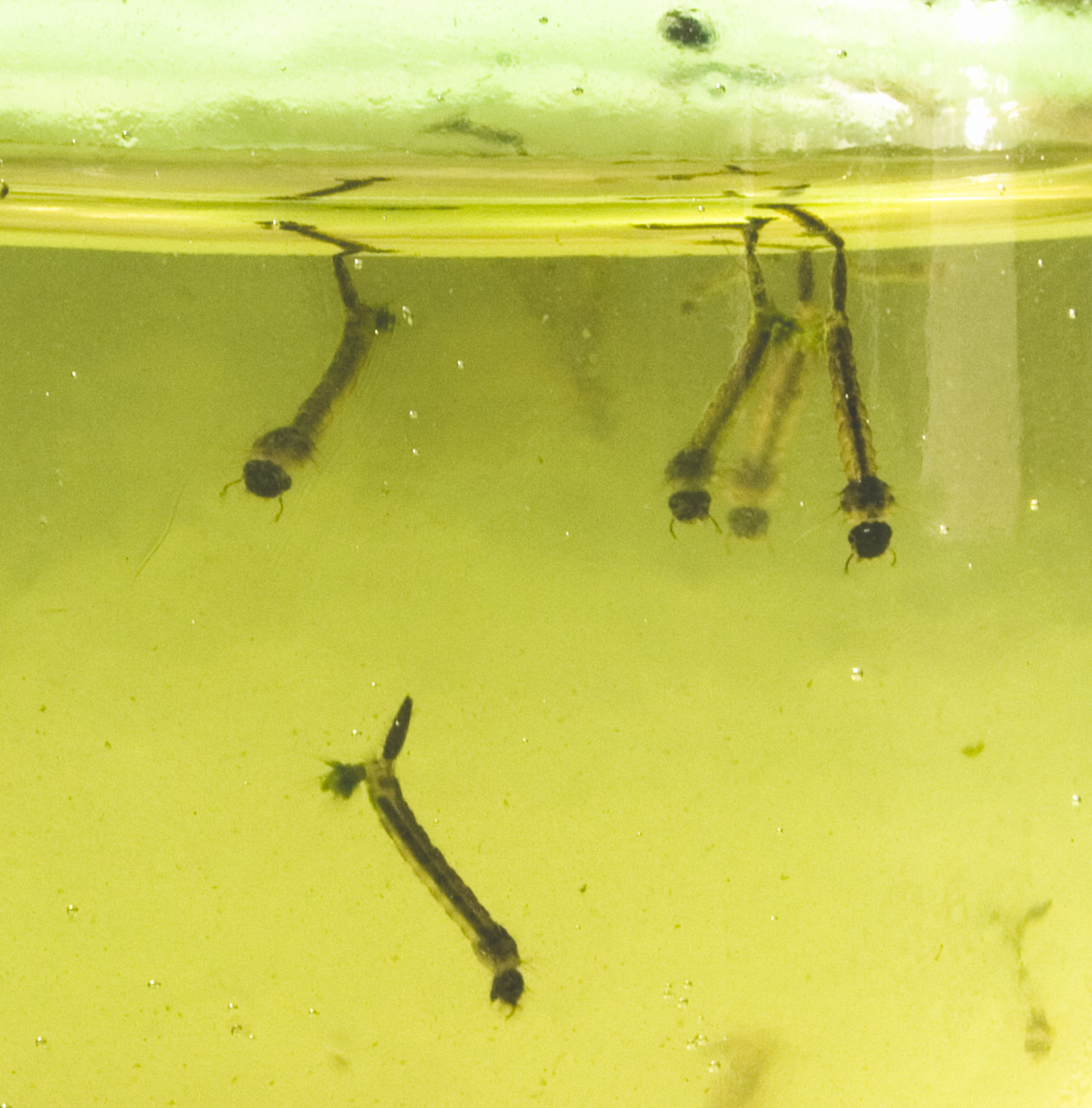 Mosquito larva (wiggler) in water