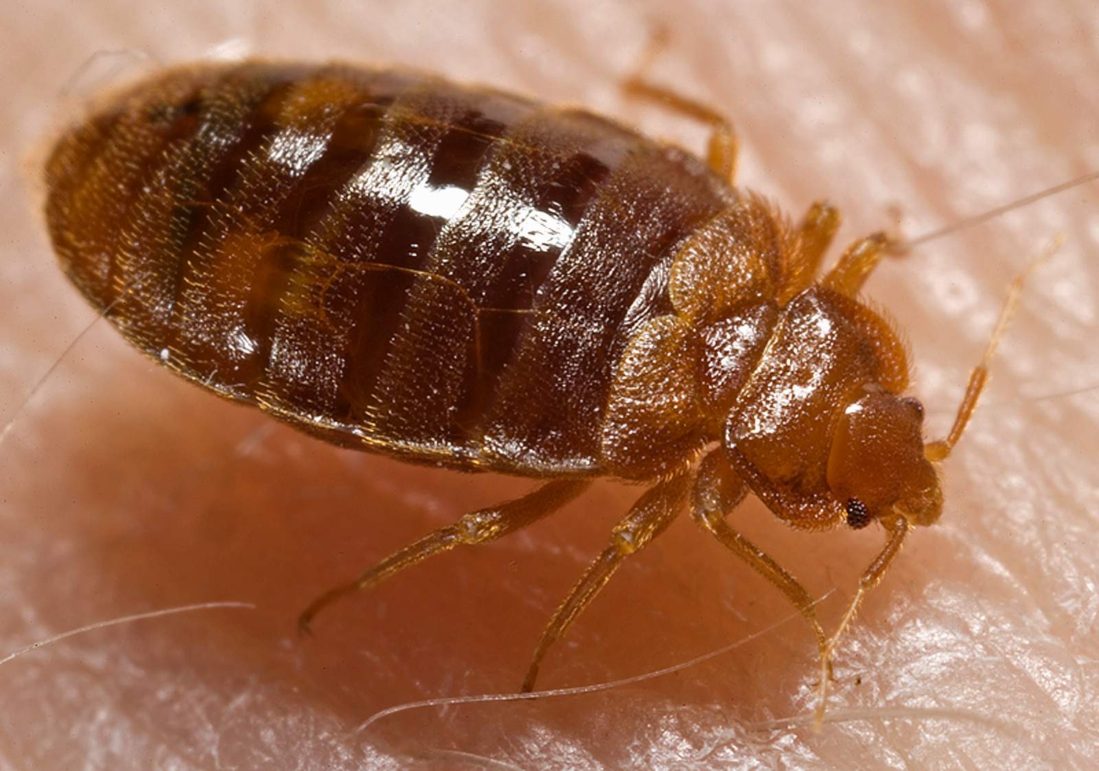 Adult bed bug — Cimex lectularius — close-up