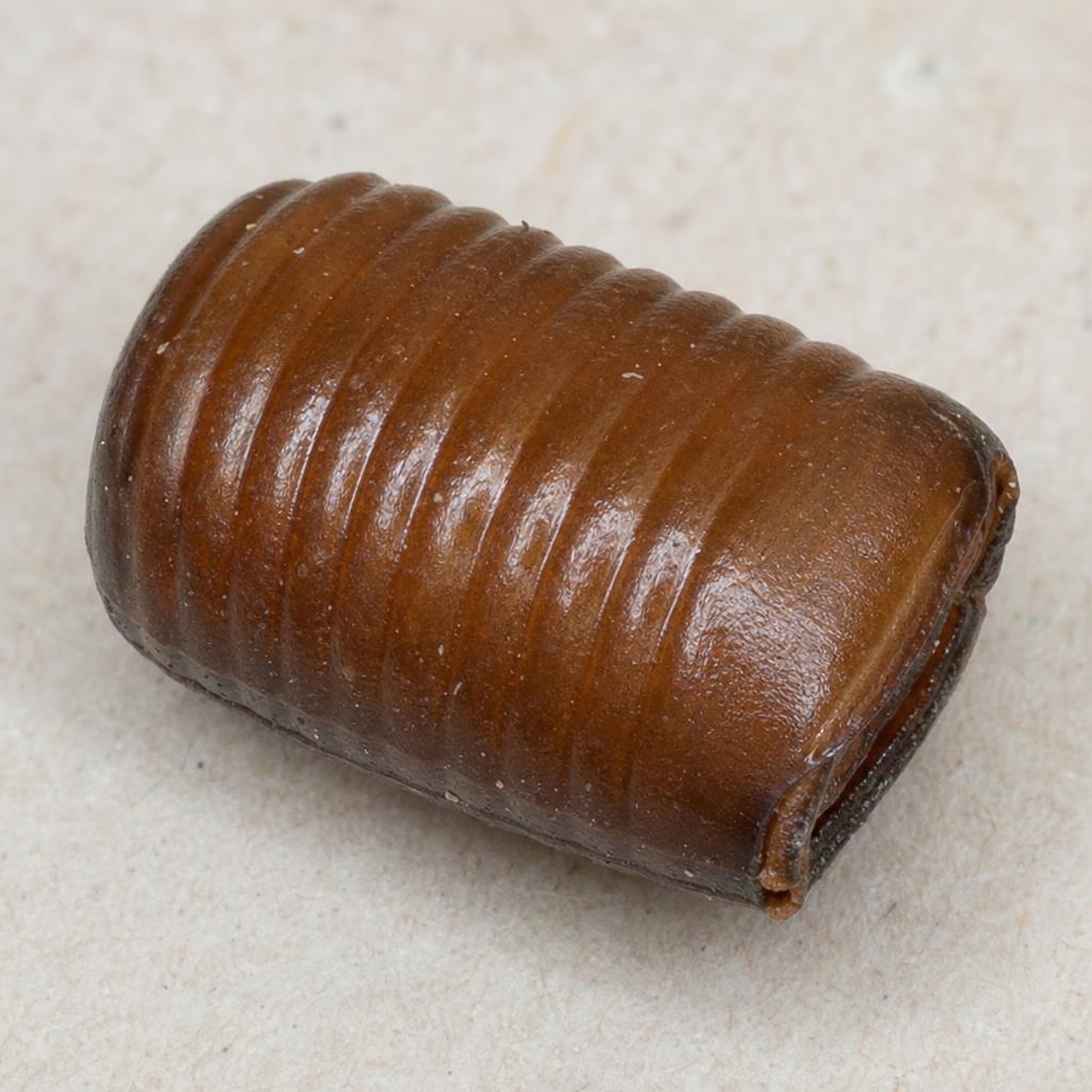 German cockroach egg capsule (ootheca)