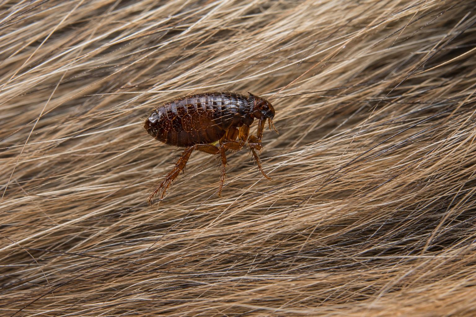Macro photo of a flea crawling through pet fur