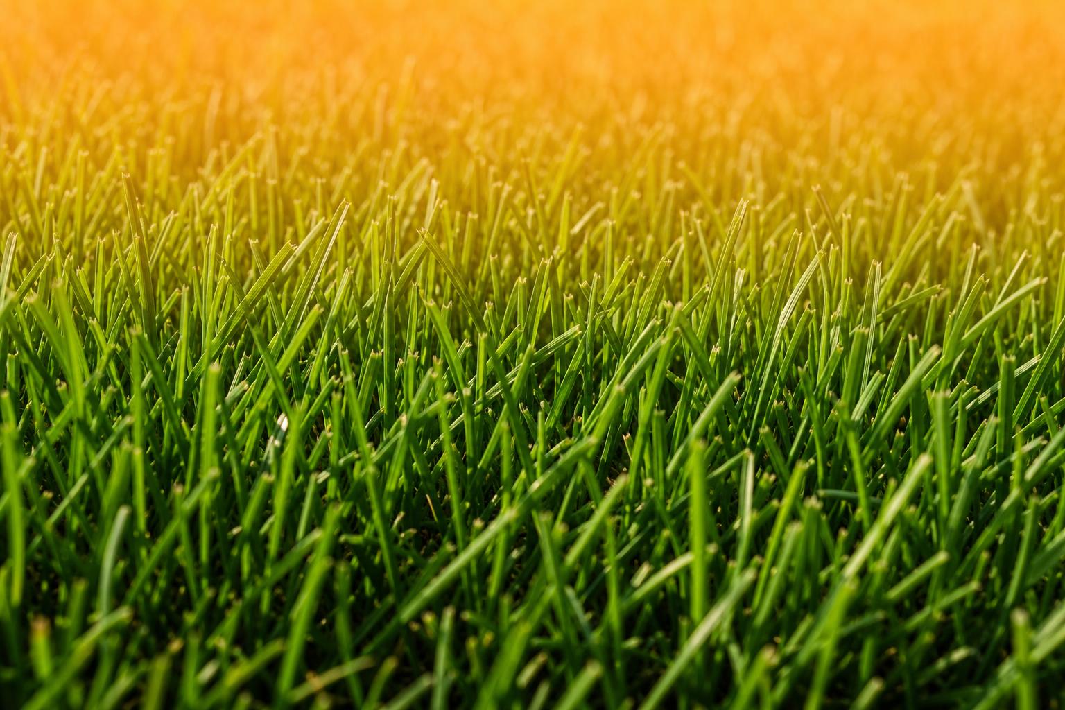 Close-up of grass blades coated with orange granular treatment