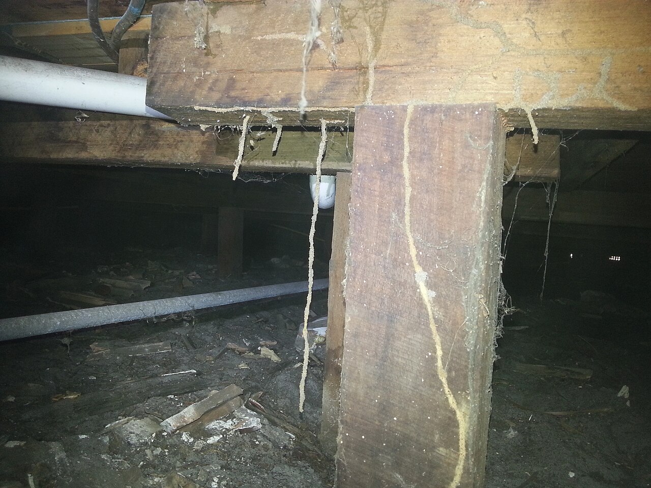 Subterranean termite mud tube on a sub-floor