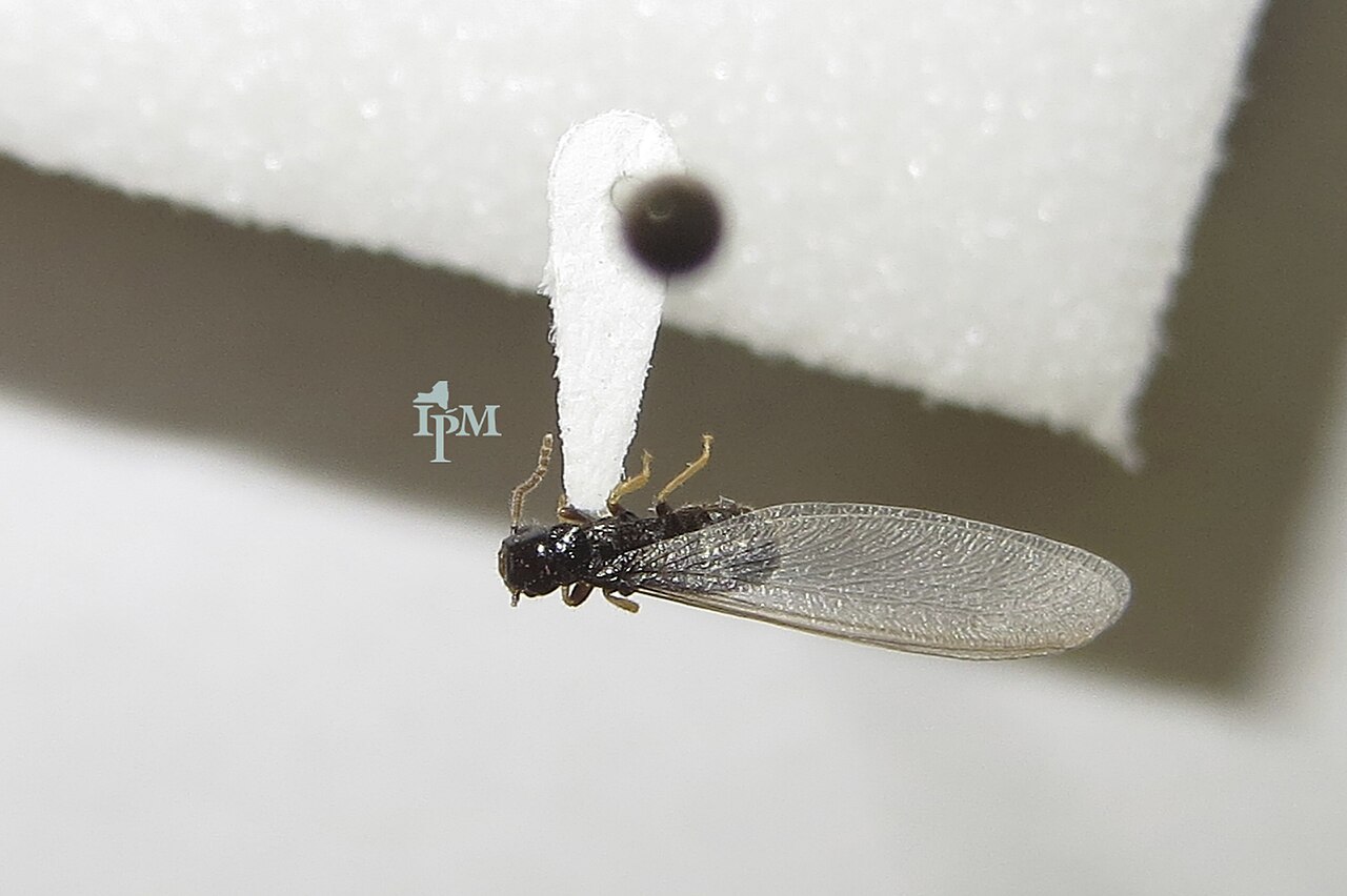 Subterranean termite swarmer (alate) with wings