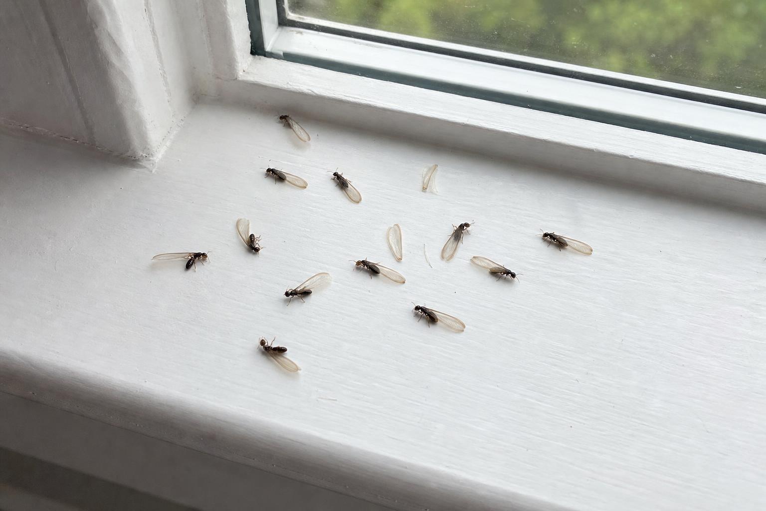 Pile of dead termite swarmers and shed wings on an interior windowsill