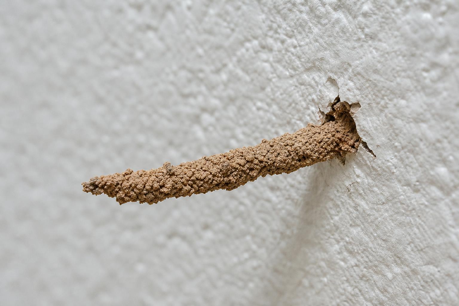 Termite mud tube running up an interior wall from the baseboard