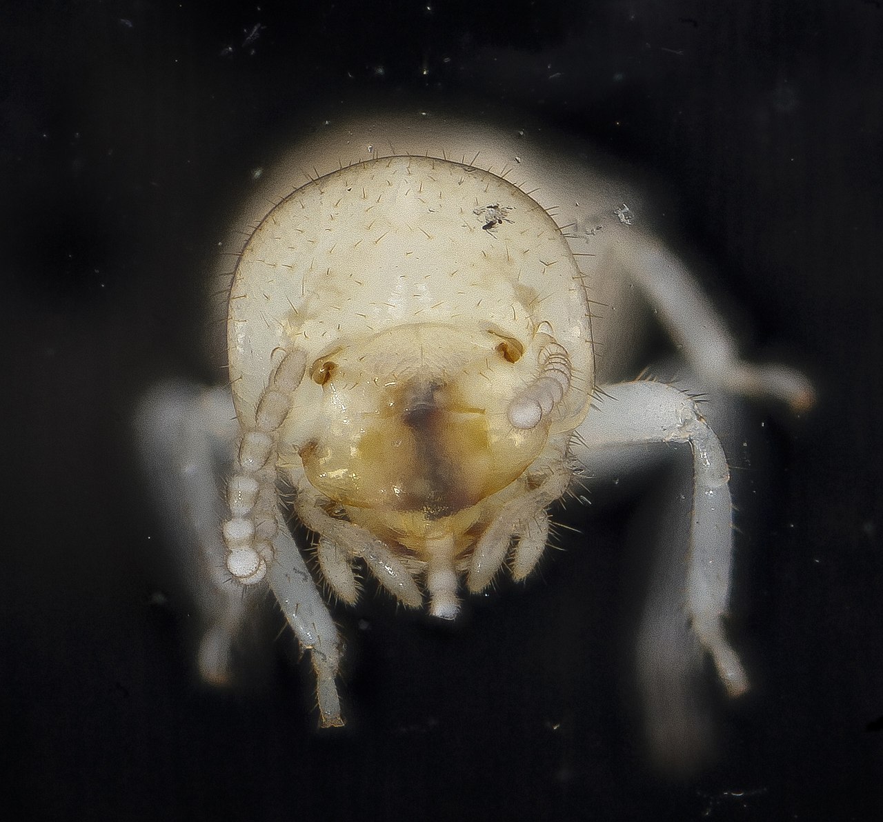 Subterranean termite worker — Reticulitermes flavipes head close-up