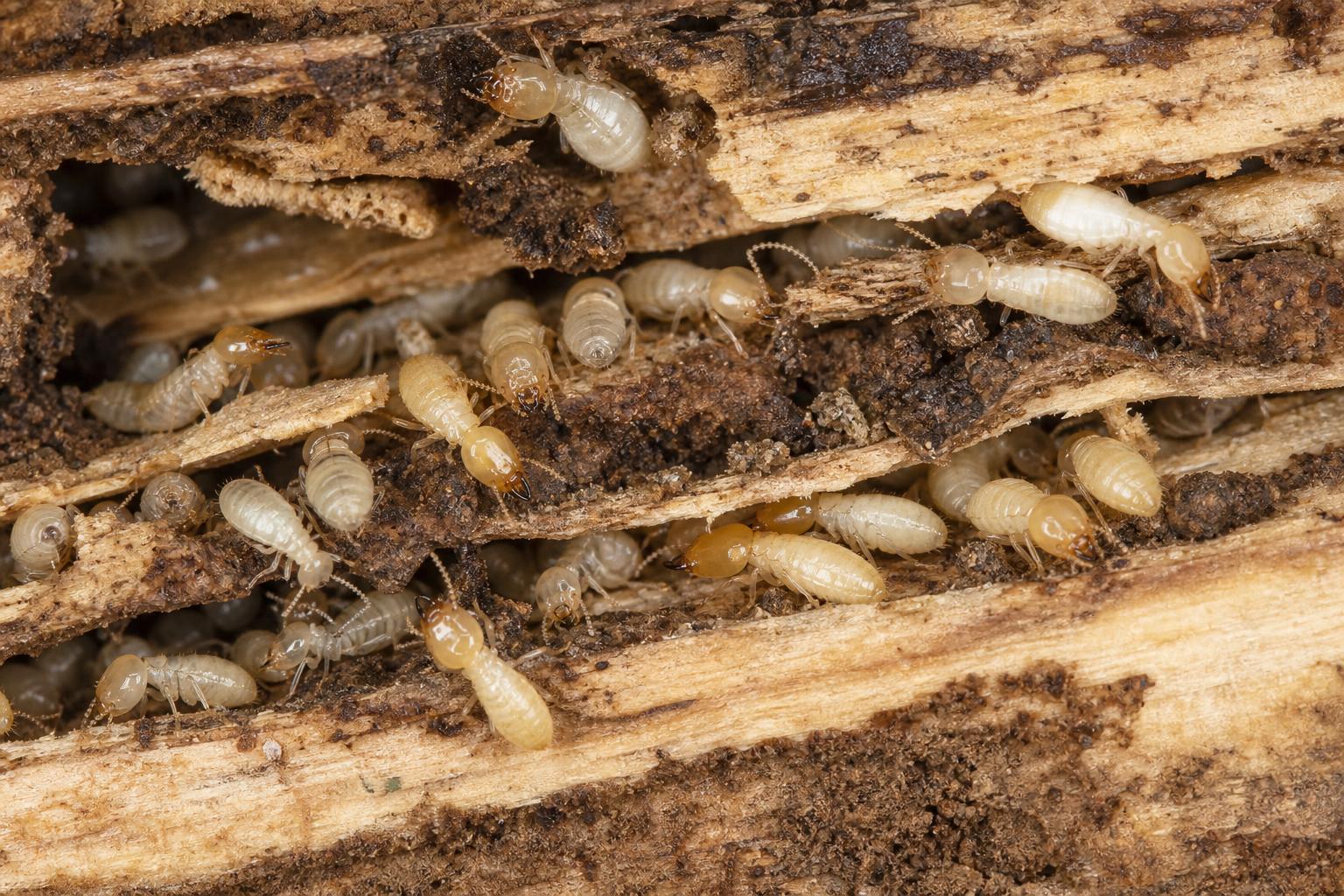 Subterranean termite workers and soldiers inside a split-open log