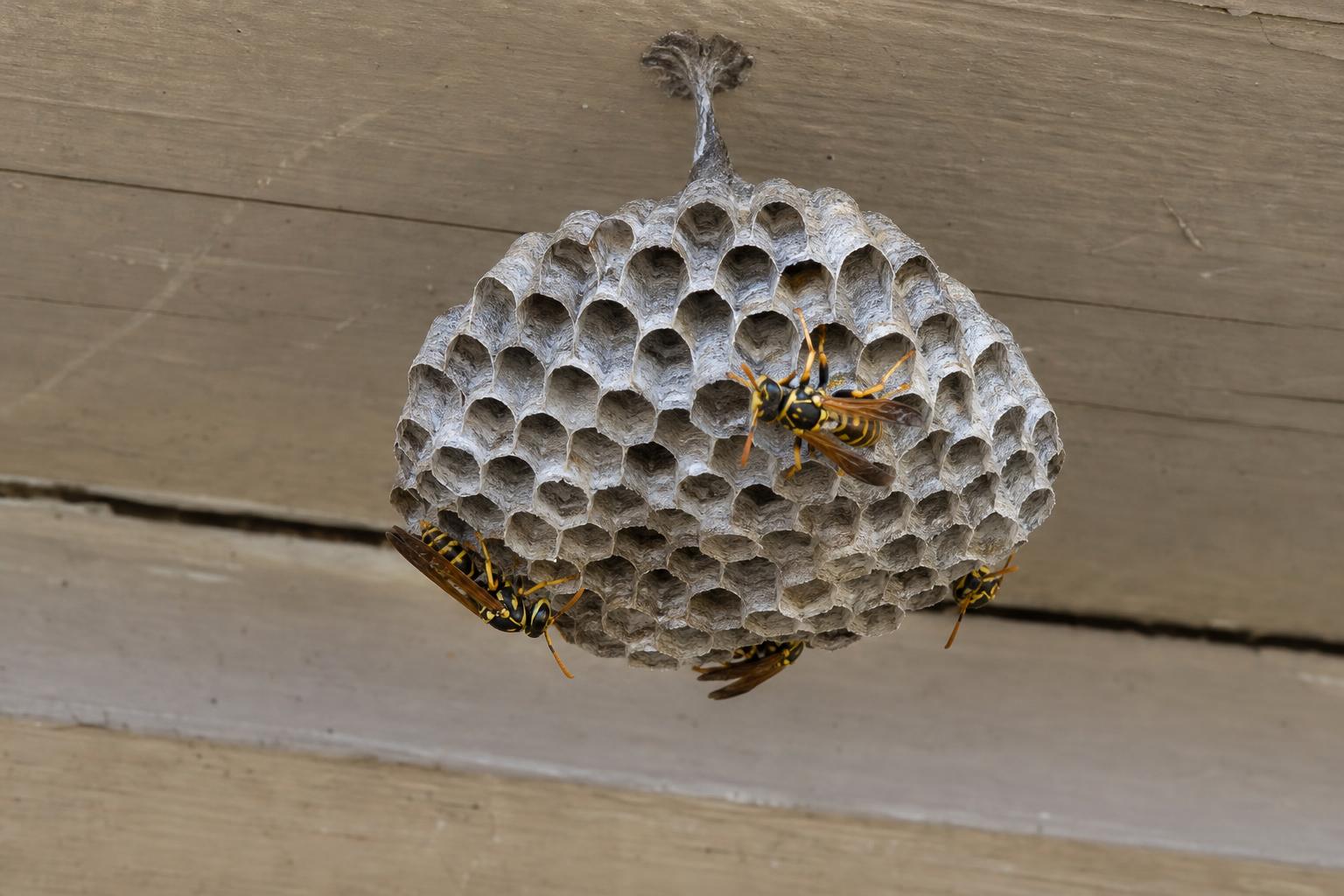 Paper wasp nest hanging under the eave of a house