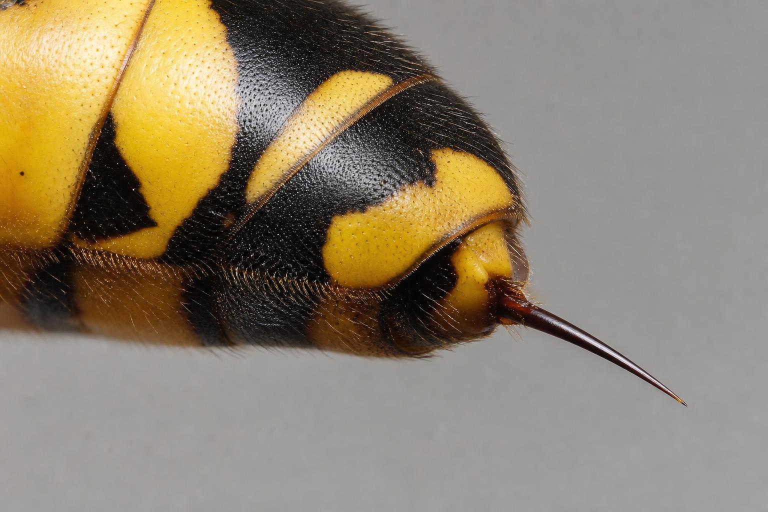 Extreme close-up of a wasp's smooth stinger